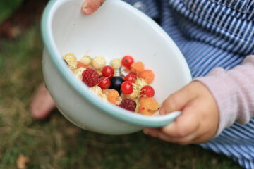 zu sehen sind die Hände von einem Kleinkind. Es hält eine Emailleschüsssel inden Händen. In der Schüssel befindet sich gepflücktes Obst.