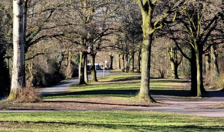 Ein Park mit einer von Bäumen gesäumten Weggabelung. Die Bäume sind größtenteils kahl, und die Sonne wirft Schatten auf die grasbewachsene Fläche. Ein asphaltierter Fußweg verläuft parallel zu einer Straße. Im Hintergrund sind einige Personen und Fahrzeuge zu erkennen.