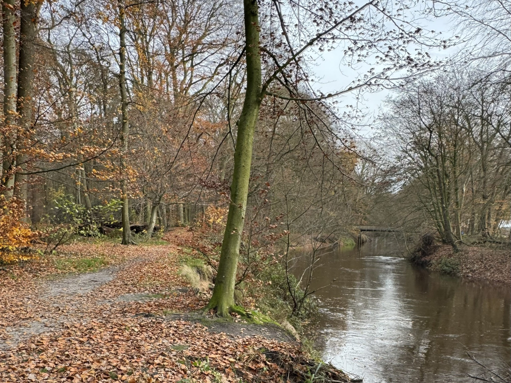 Ein Fluss innerhalb eines Laubwaldes.