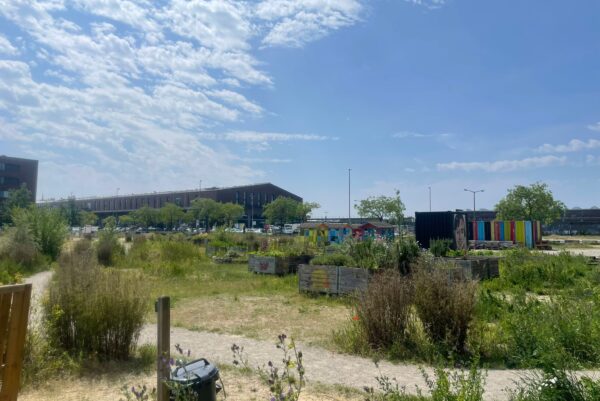 Eine Bunte Wiese mit hohen Sträuchern auf einer Brachfläche. Im Hintergrund sind Lagerhallen zu sehen.