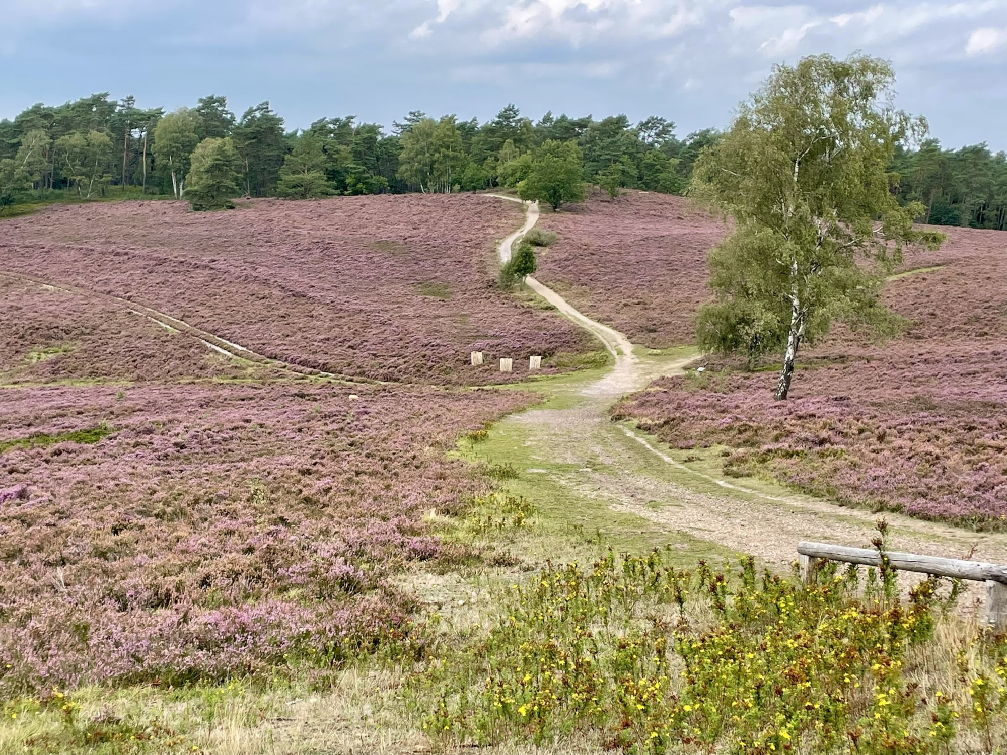 Durch eine blühende Heidelandschaft windet sich ein Weg. Im Hintergrund befinden sich Bäume, im Vordergrund rechts eine alleinstehende Birke.