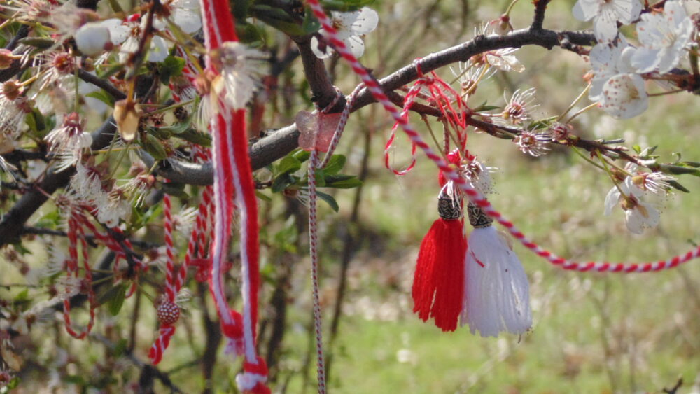 Ein weiß blühender Obstbaum ist mit roten udn weißen Bändern geschmückt.