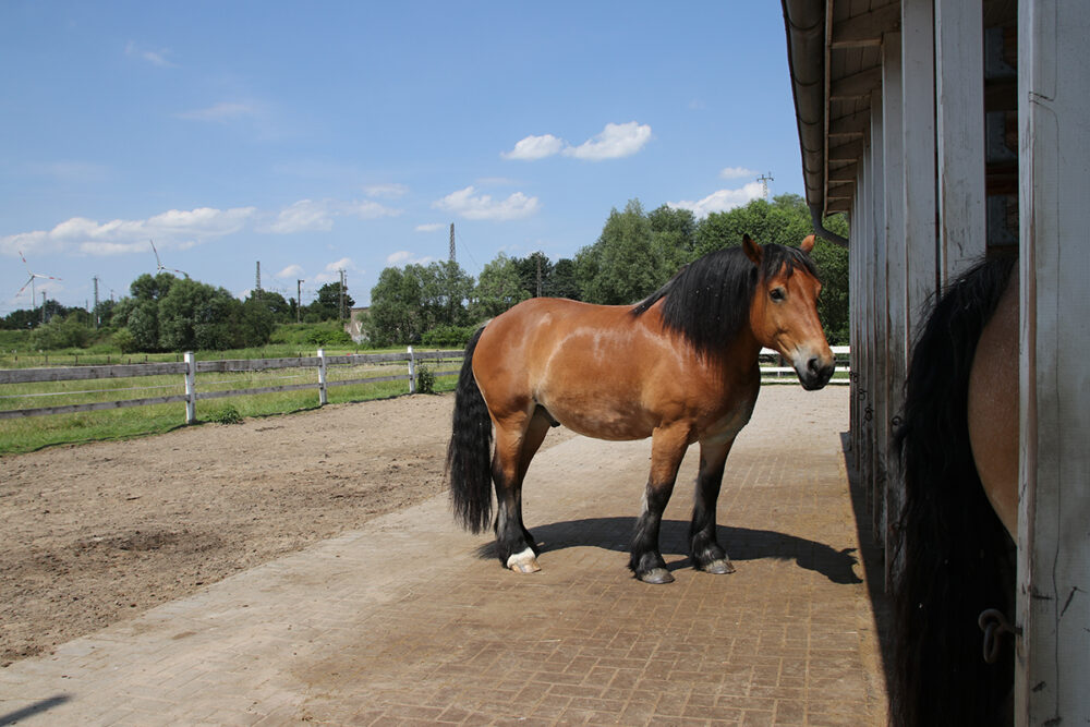 Ein großes braunes Pferd mit schwarzer Mähne und Schweif steht auf einer Koppel neben einer Scheune.