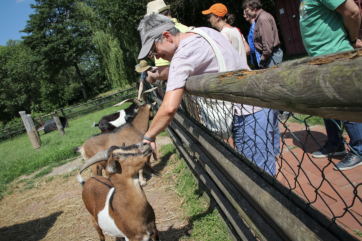 Eine Person lehnt sich über einen Zaun, um eine Ziege zu streicheln. Weiter hinten befinden sich noch weitere Ziegen in der Nähe des Zauns.