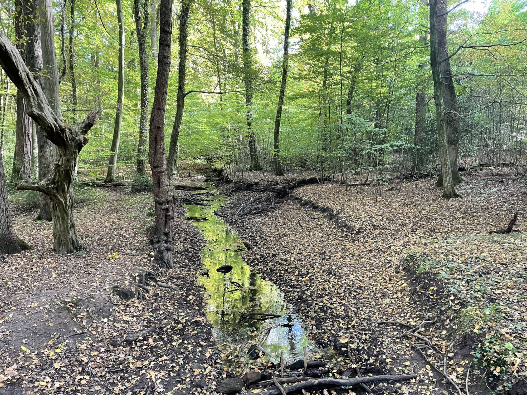 Durch einen Laubwald fließt ein kleiner Bach.
