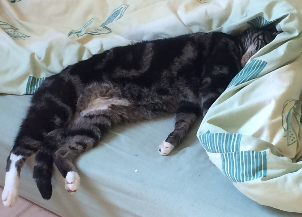 Kater Moritz